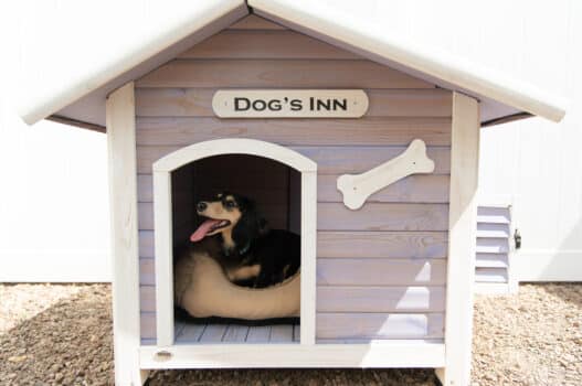 dog house